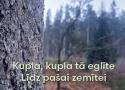 Kupla, kupla tā eglīte līdz pašai zemītei. 